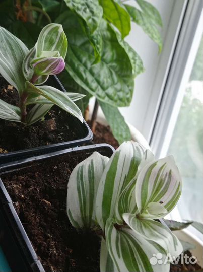 Традесканция