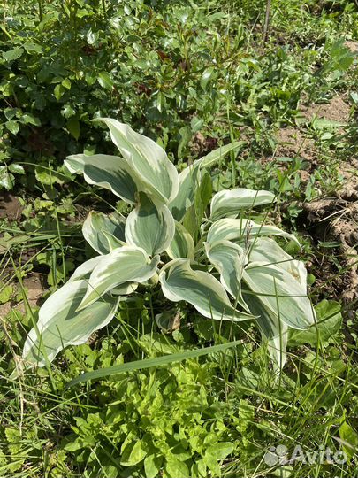 Хосты мини и обычные