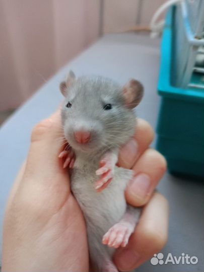 Декоративная крыса дамбо