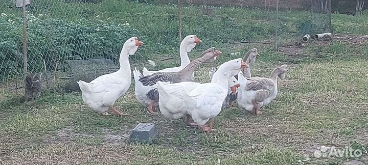 Гуси холмагоры