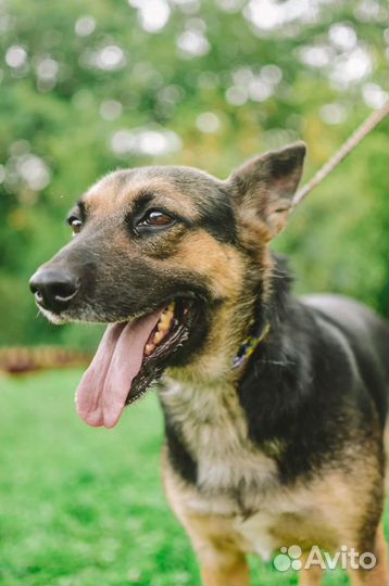 Собака в добрые руки