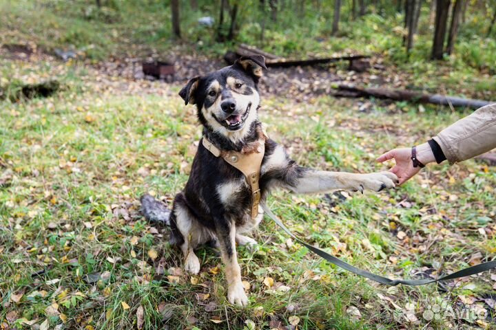 Веселый Мазут ищет дом