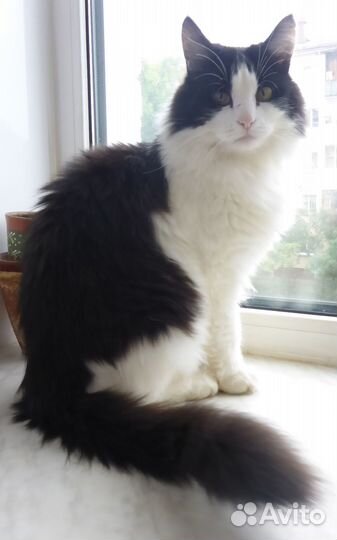 Кот пушистый черно-белый в Добрые руки