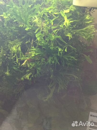 Растения в аквариум