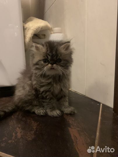 Котята экзоты