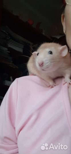 Крыса дамбо