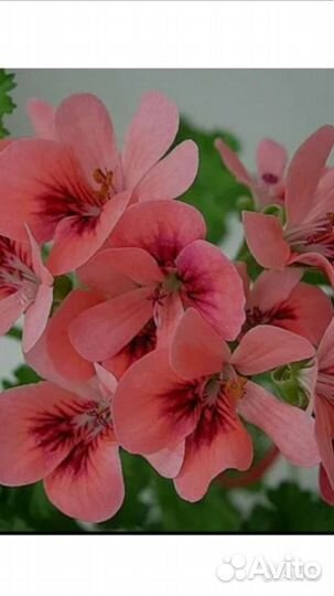 Пеларгония, герань Ангел Оранж, сортовая