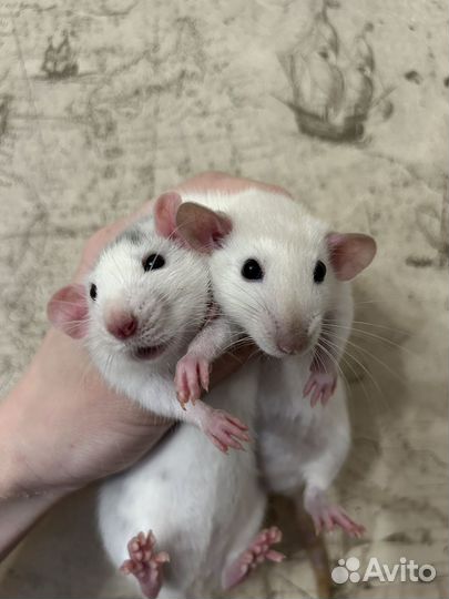 Крысята Дамбо девочки 1,5 месяца
