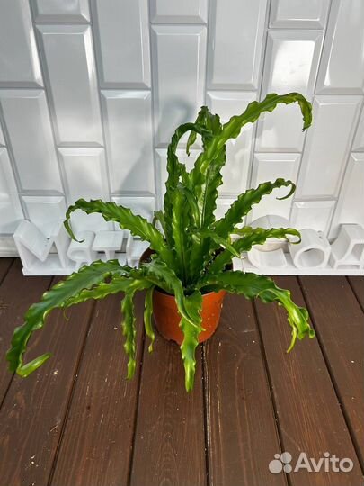 Асплениум Осака