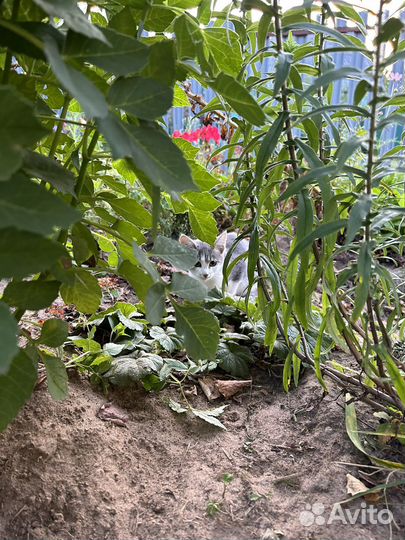 Котёнок