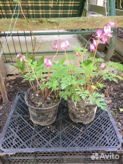 Дицентра, лиатрис и др