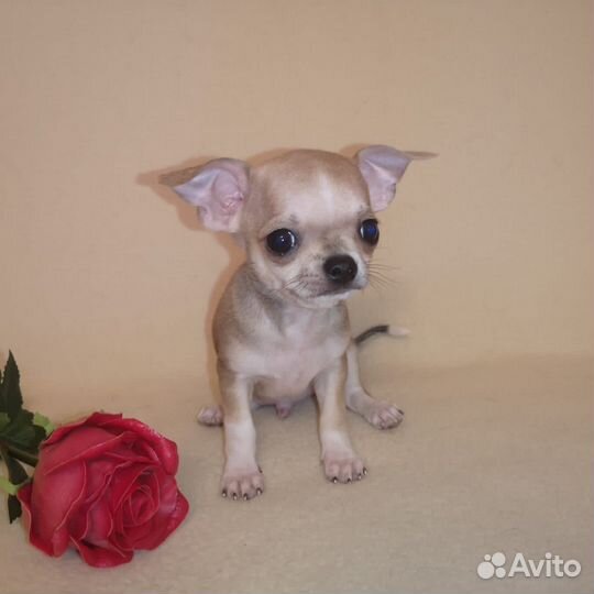 Чихуахуа