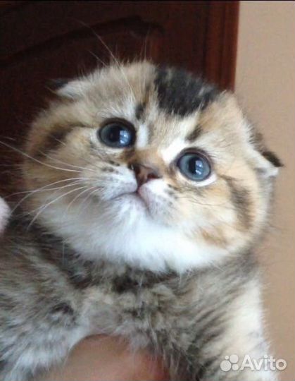 Маленькие тигрята (шотландские котята)