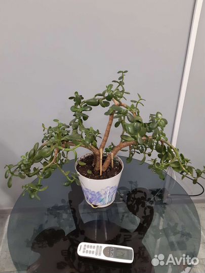 Крассула толстянка