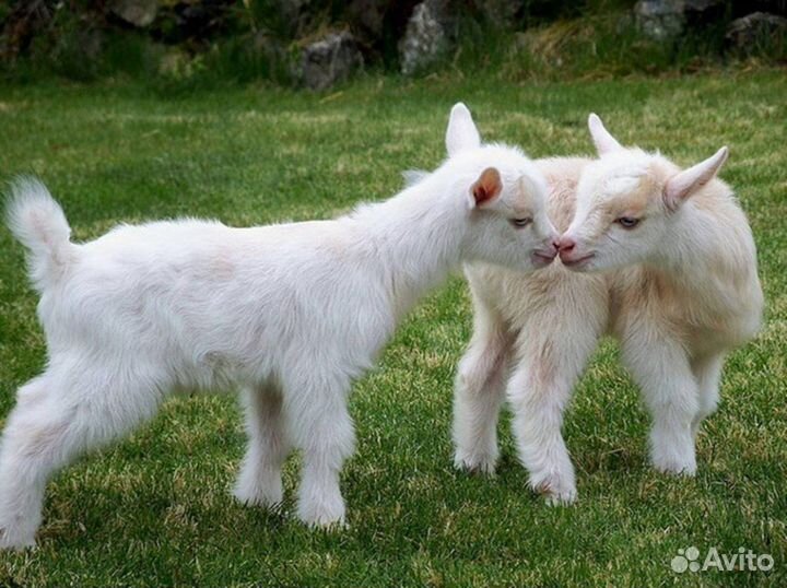 Продаются козлята