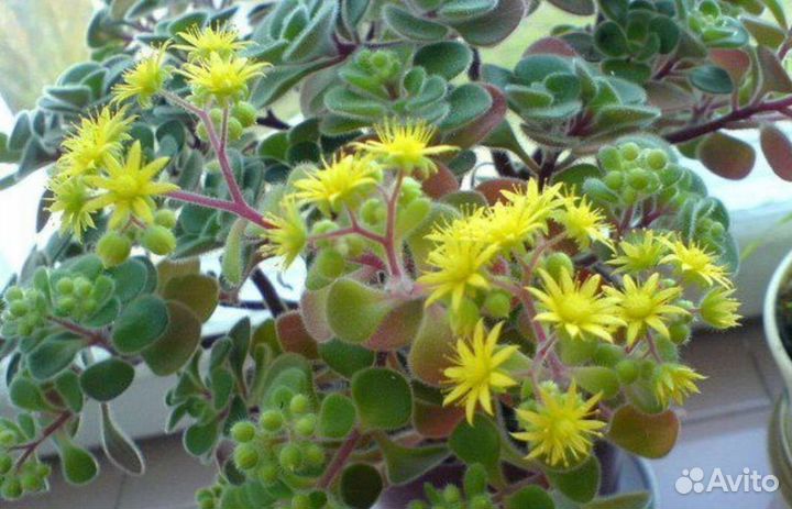 Аихризон дерево любви