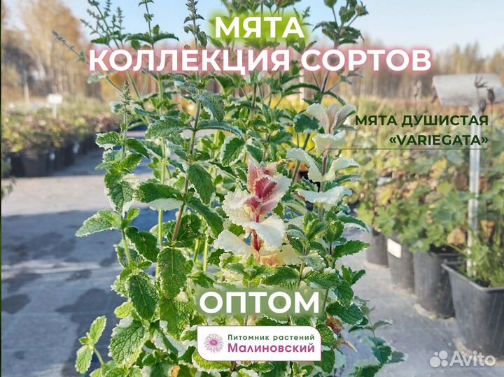 Пряные травы 85 сортов Оптом Питомник