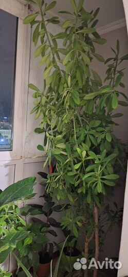 Комнатные растения цветы большие