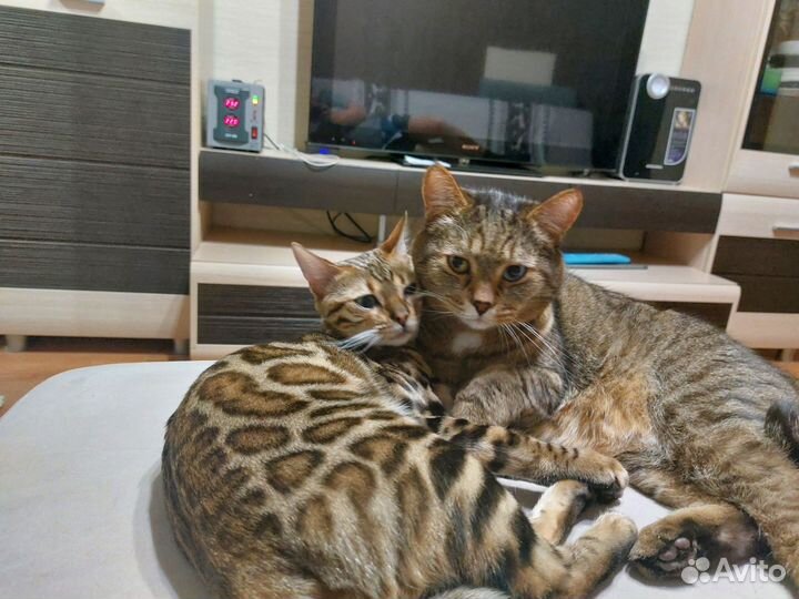 Бенгальская