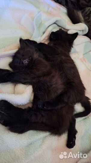 Домашние животные котята в Москве
