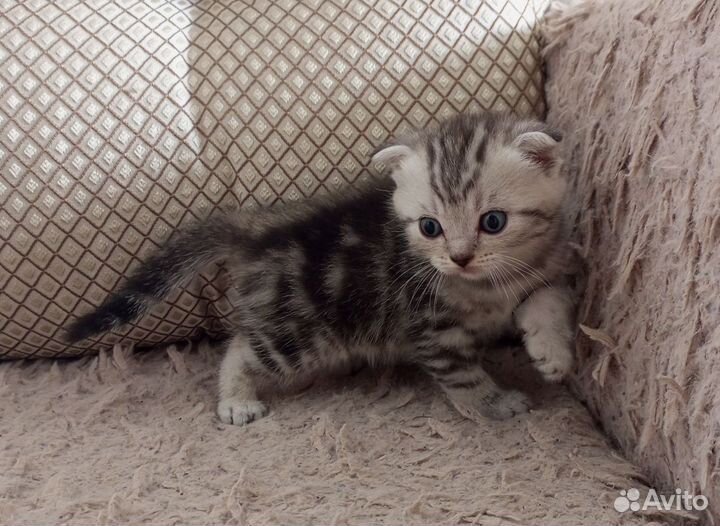 Шотландские котята