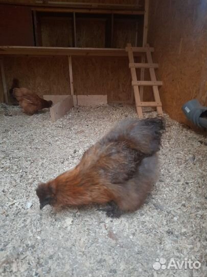 Цыплята породы Китайская шелковая