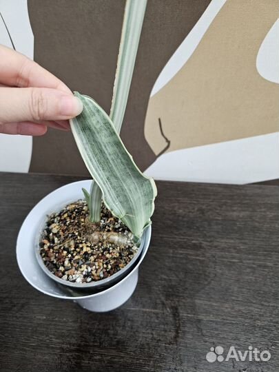 Сансевиерия Манолин