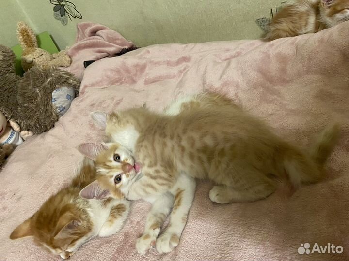 Кошечки в добрые и надежные руки