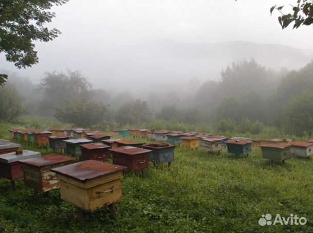 Мед 2024 года из Алтая оптом