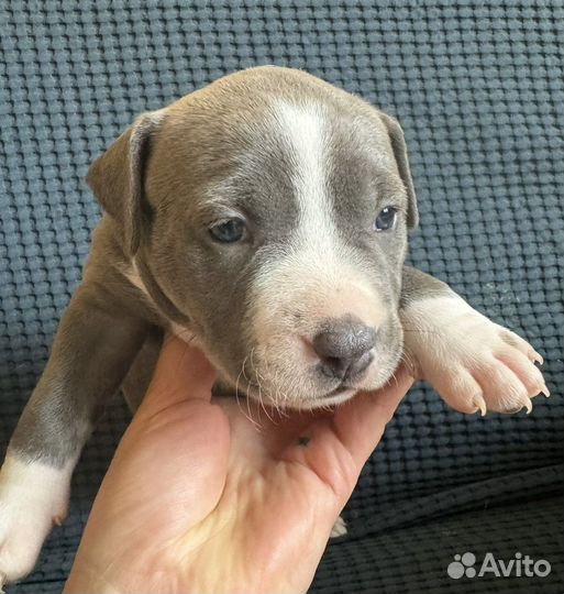 Щенки американского стаффордширского терьера аст