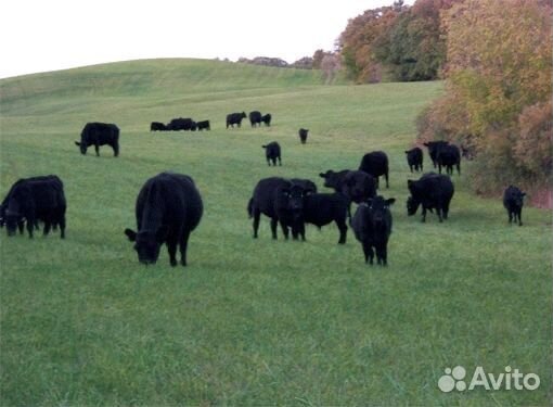 Абердин ангусы