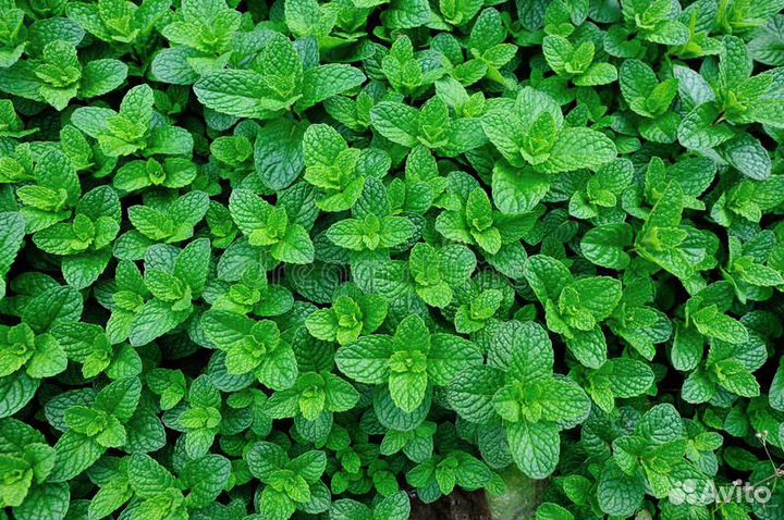 Мята азербайджанская