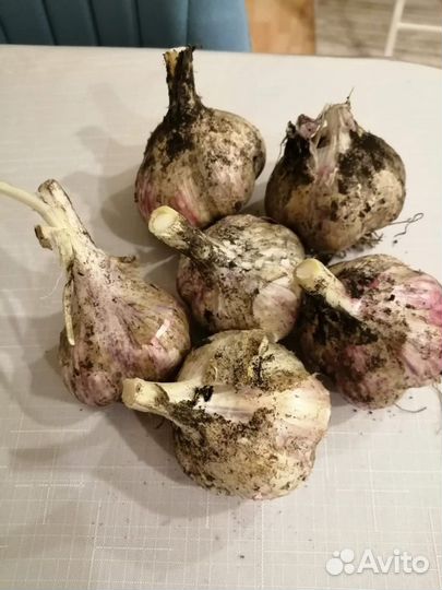 Яблоки медовые, чеснок