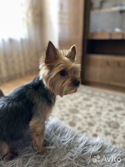 Йоркширский терьер