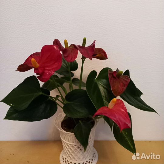 Комнатные растения
