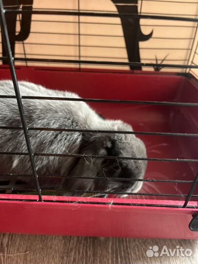 Декоративные карликовые кролики