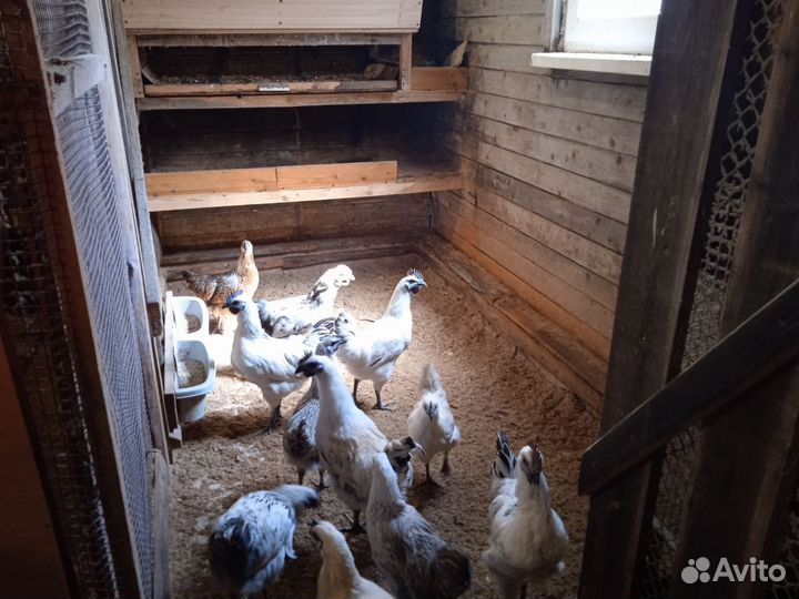 Лакеданзи серебро цыплята