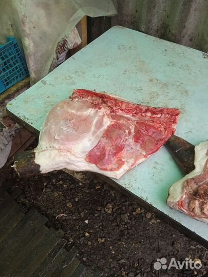 Вьетнамские свинки