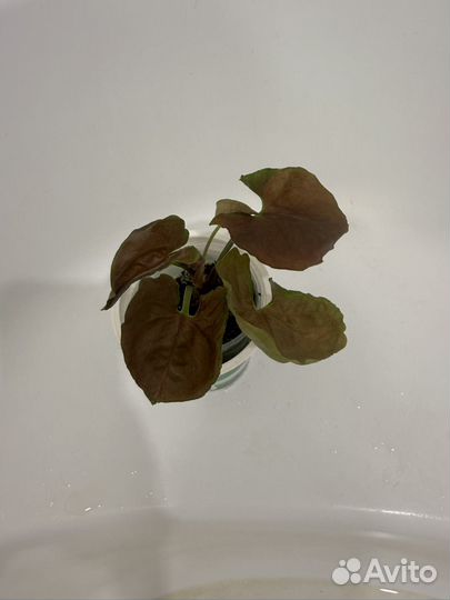 Сингониумы сортовые