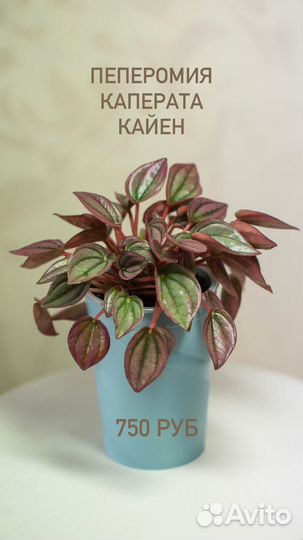 Комнатные растения цветы