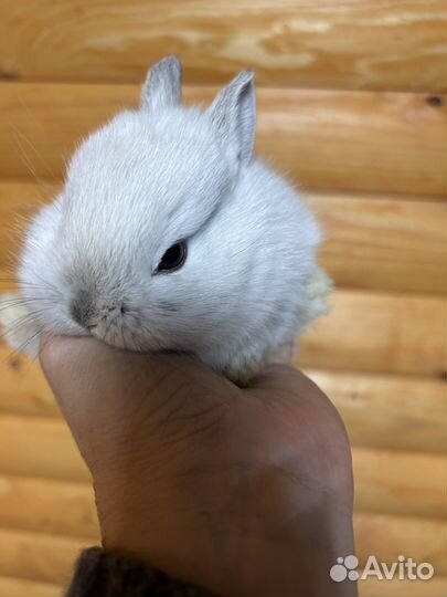 Декоративные карликовые кролики из питомника