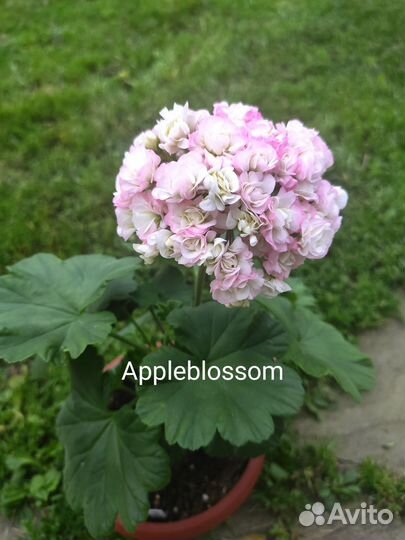 Пеларгония герань сортовая