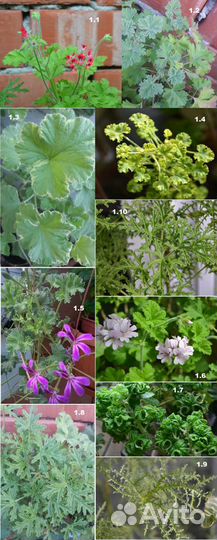 Душистые пеларгонии