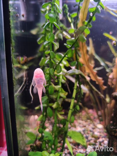 Сомики анциструсы