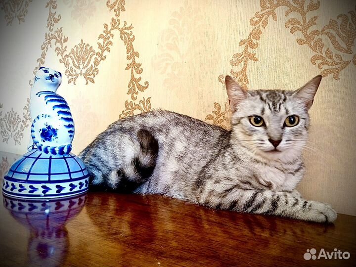 Кошечка ищет семью