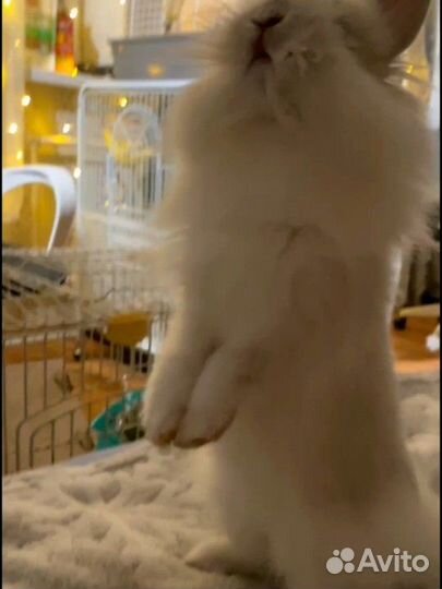 Декоративный кролик