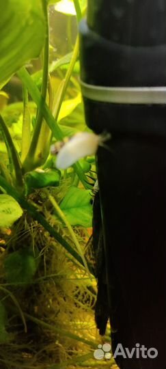 Улитка хелена