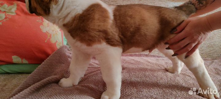 Щенок Сао Алабай Кобель