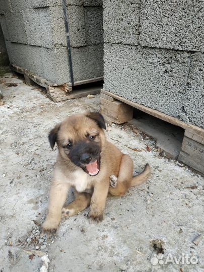 Собака в добрые руки маленькая порода