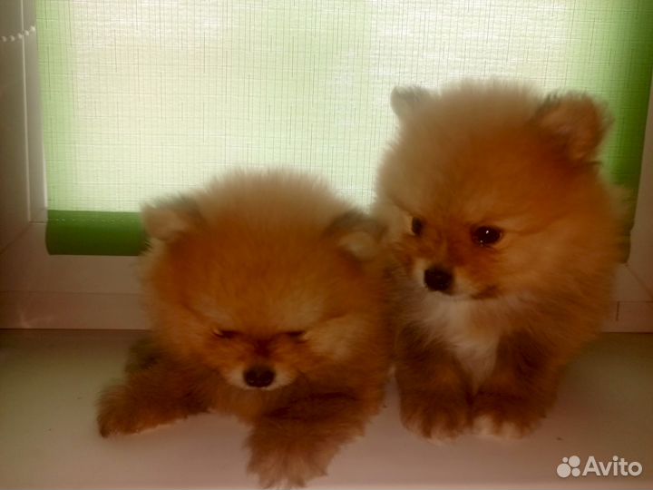 Померанский щпиц мини